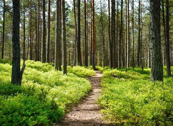 Nature trail roha